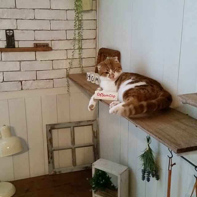 mikiさんの実例写真