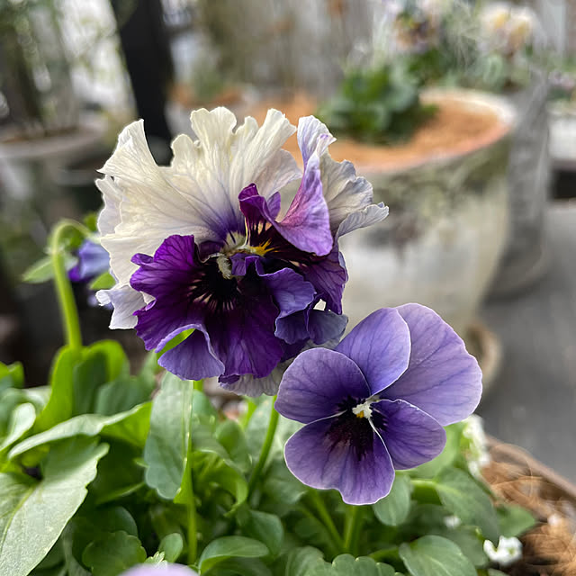 shiropenguinさんの実例写真