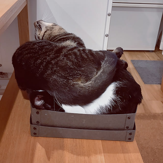 hihaさんの実例写真