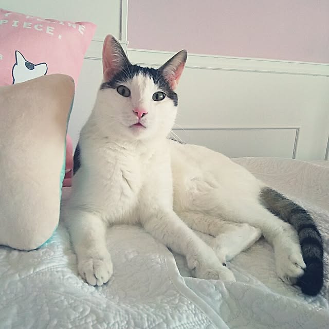 sakuraさんの実例写真