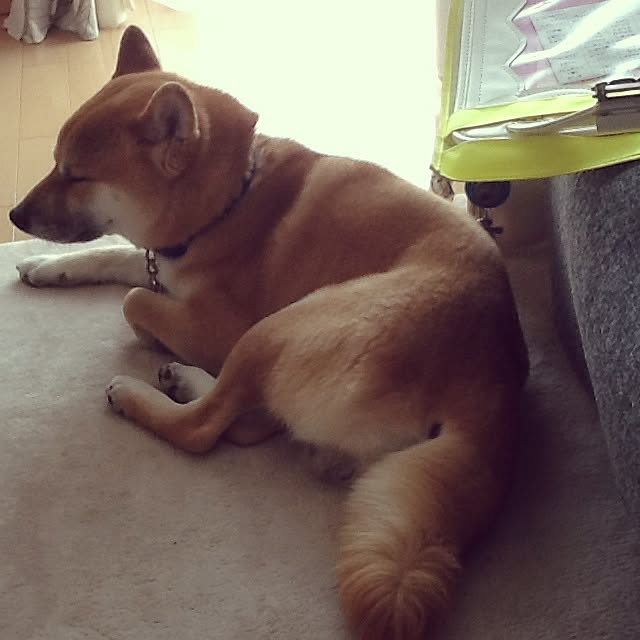 kotaさんの実例写真
