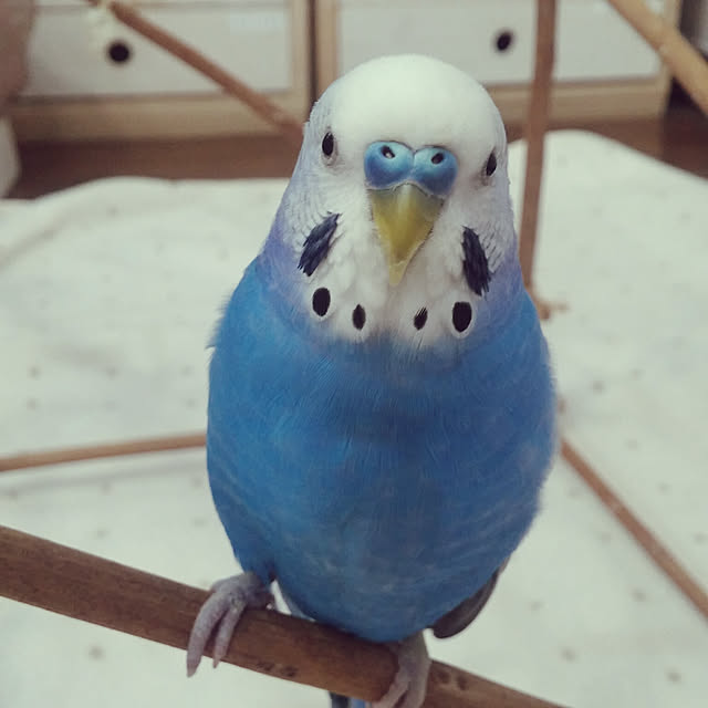 opiopiopiさんの実例写真