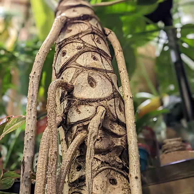 GINさんの部屋
