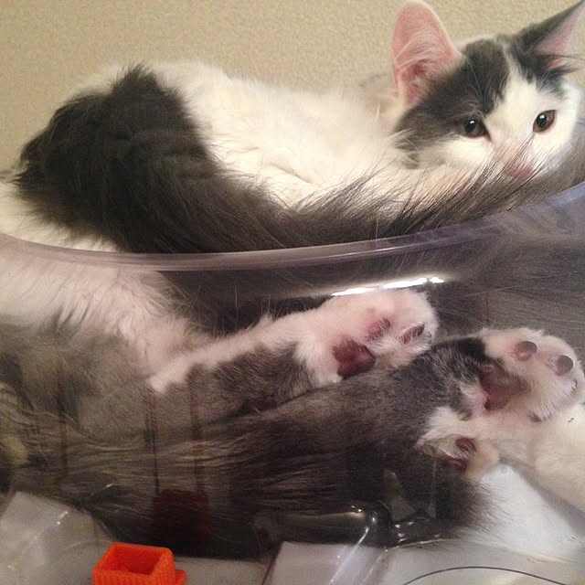 実例写真