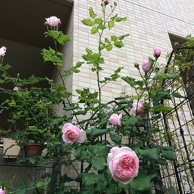 fuyumiさんの実例写真