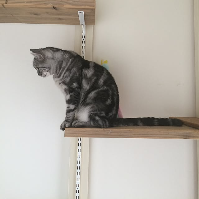 mikomaruさんの実例写真