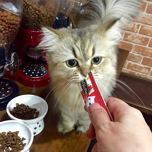 butachanさんの実例写真