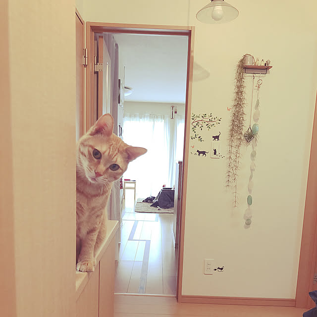 kinokoさんの実例写真