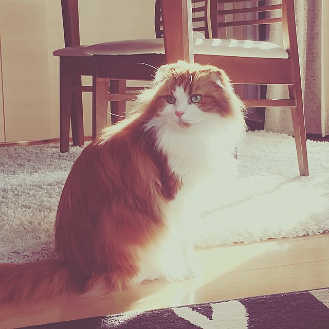 nyannyanchipさんの実例写真