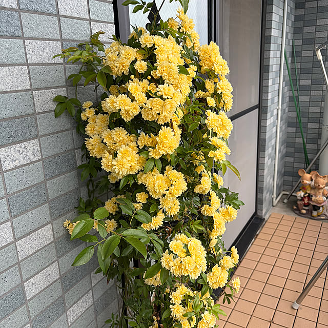 kyoryu2kidsさんの実例写真