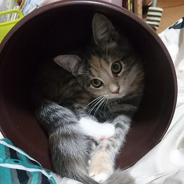 shinobuさんの実例写真