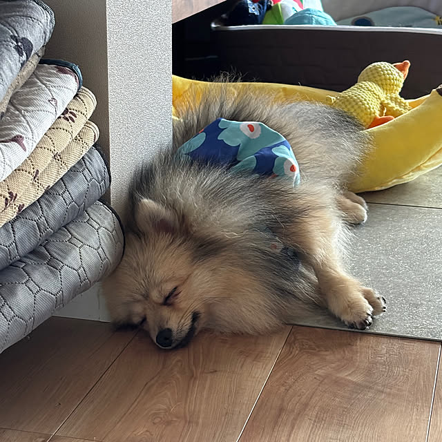 uninekoさんの部屋