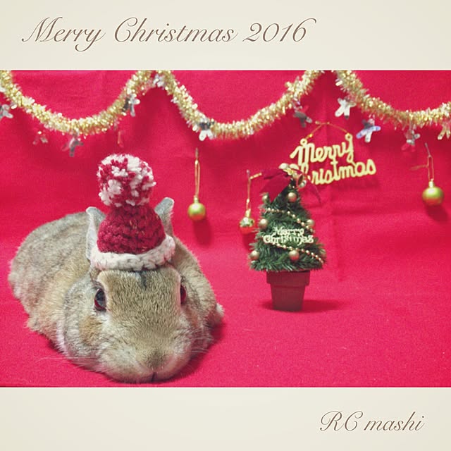 mashiさんの実例写真