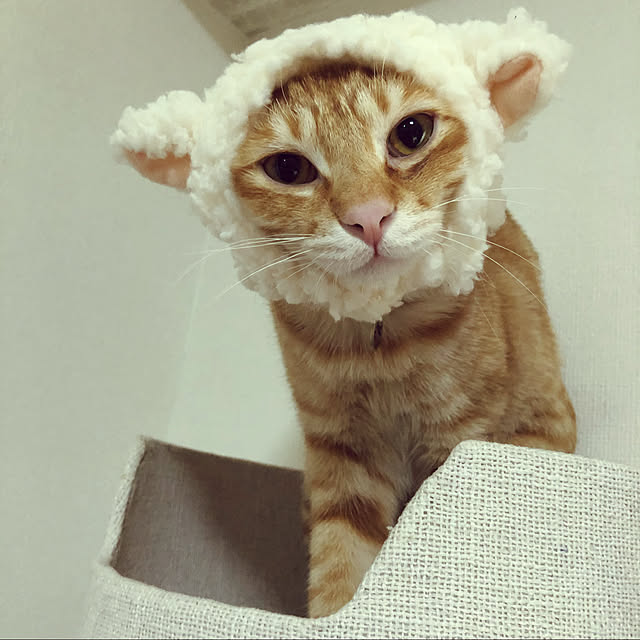 gigimunariさんの実例写真