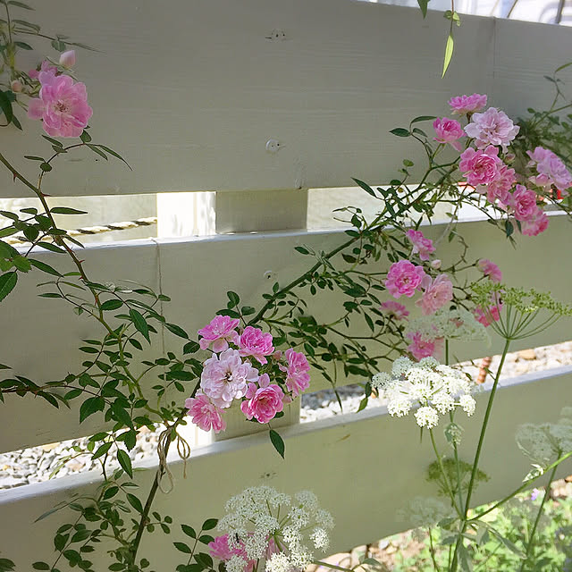kotoriさんの実例写真