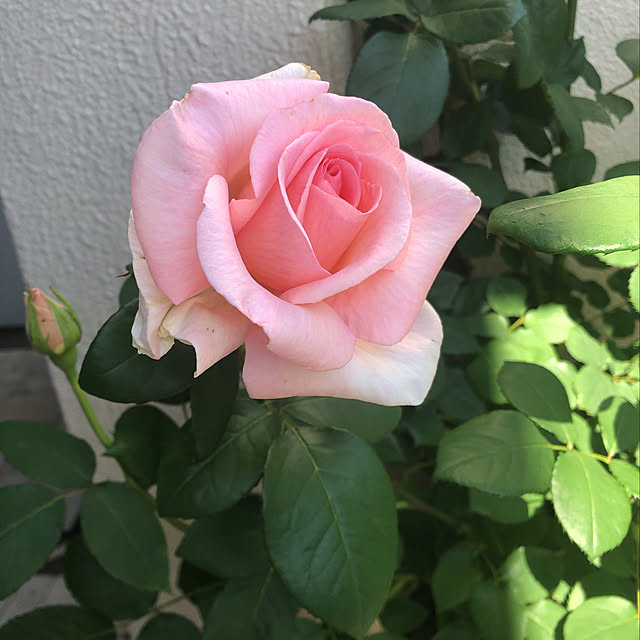 MELOさんの実例写真