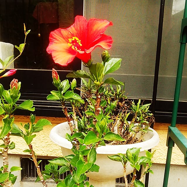 Tomopさんの実例写真