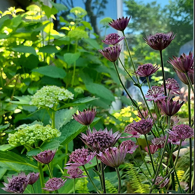 壁/天井/庭/庭の草花/紫陽花/アナベル...などのインテリア実例 - 2021-06-09 16:30:59