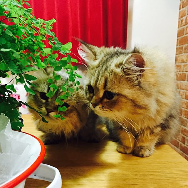 butachanさんの実例写真