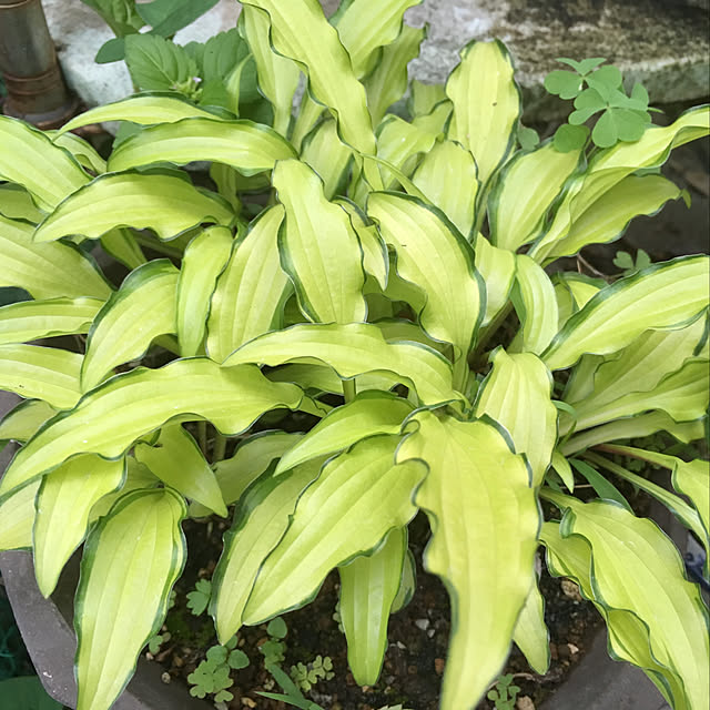 Ryokoさんの実例写真