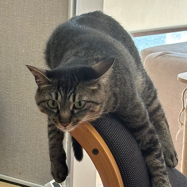 greycatsさんの部屋