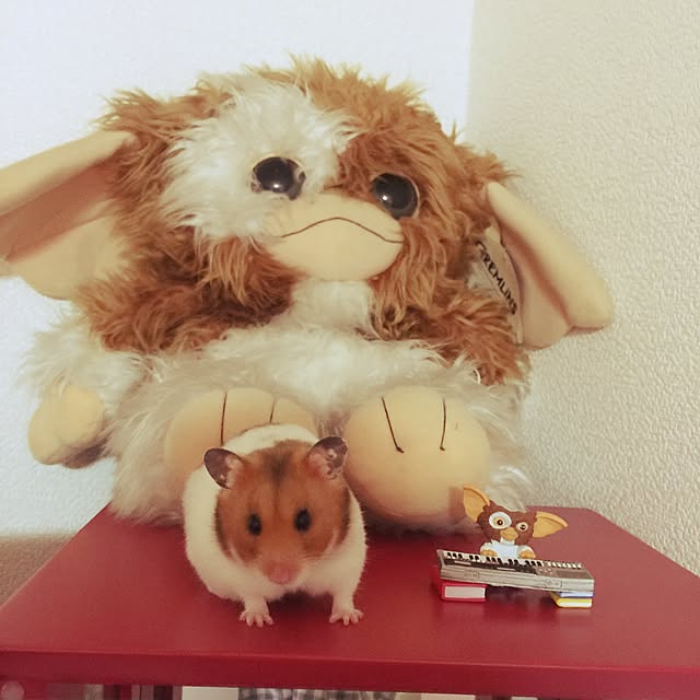 xxxakyxxxさんの実例写真