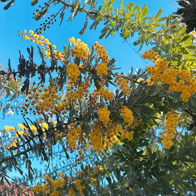 maronさんの実例写真