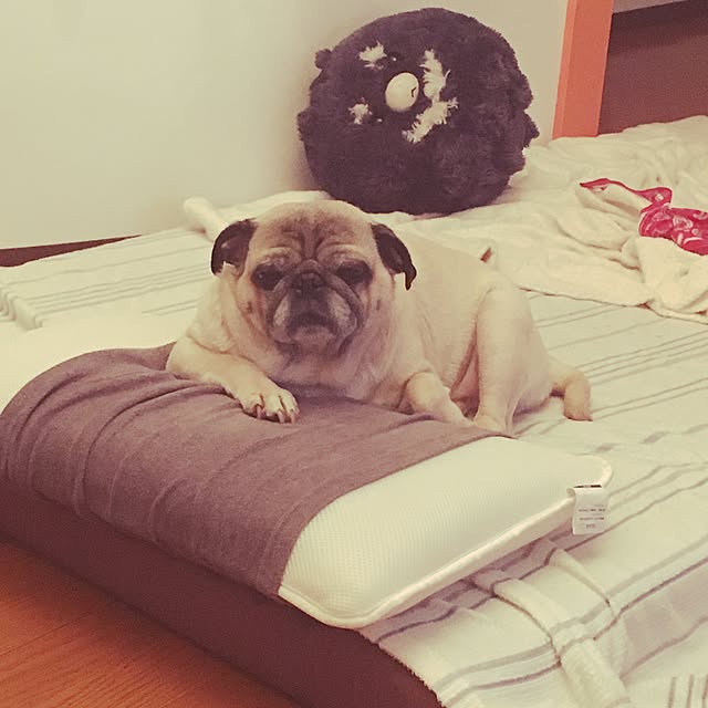 suguruさんの実例写真