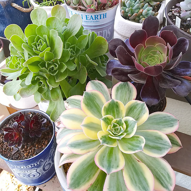 VERANDARJUNの-多肉植物 irzコチレドン ペンデンス 多肉植物 9cmポットの家具・インテリア写真