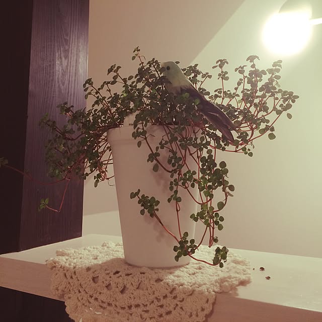 棚/観葉植物のインテリア実例 - 2015-10-24 17:30:45