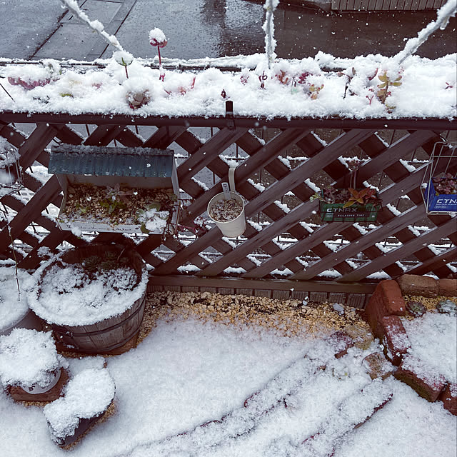 いつもいいね！ありがとうございます♪/こどもと暮らす。/子供のいる暮らし/多肉植物/雪...などのインテリア実例 - 2022-01-06 15:12:41