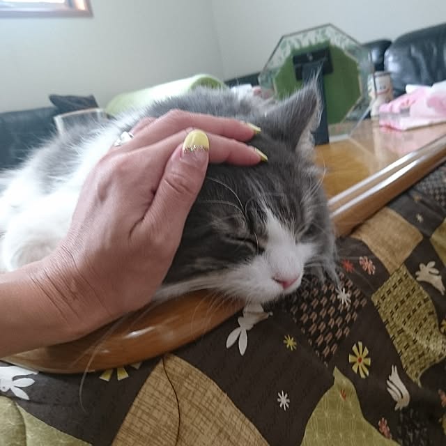 shinobuさんの実例写真