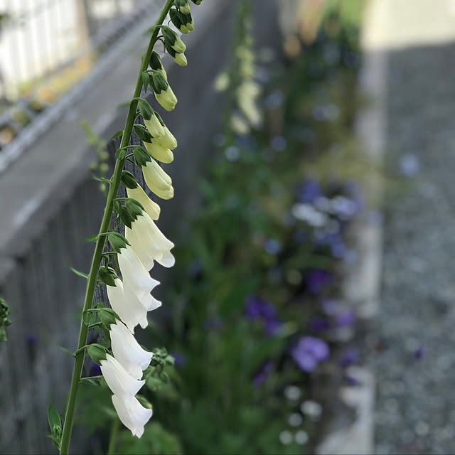 walzさんの実例写真