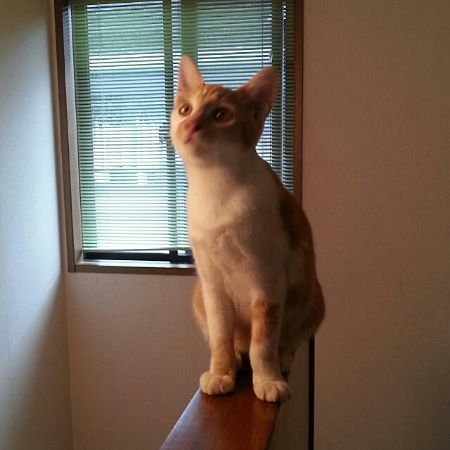 PrePolicさんの実例写真