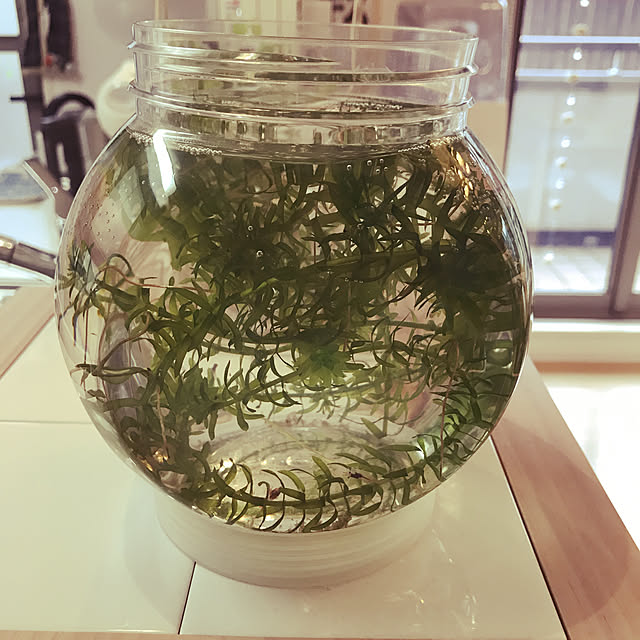 pu-さんの実例写真