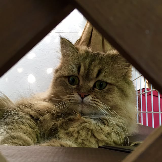 butachanさんの実例写真