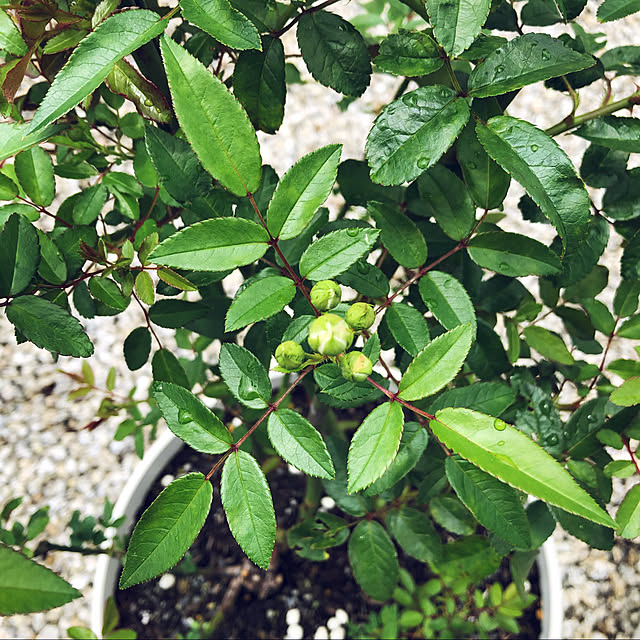 ayanyanさんの実例写真