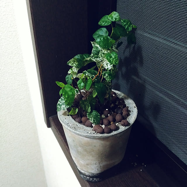 バス/トイレ/DIY/観葉植物/コンクリート/手作り...などのインテリア実例 - 2018-08-10 21:53:27