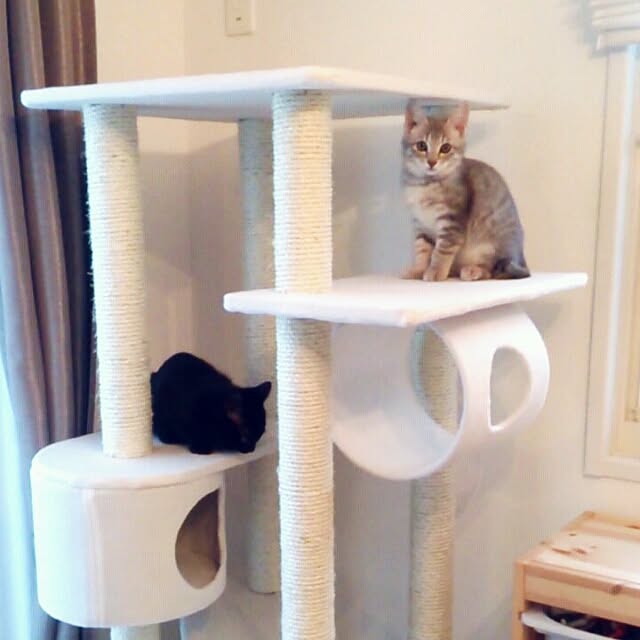 arutotoさんの実例写真