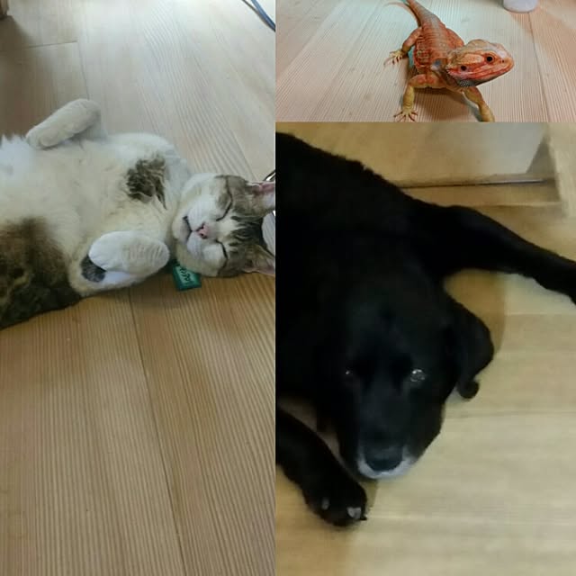 実例写真