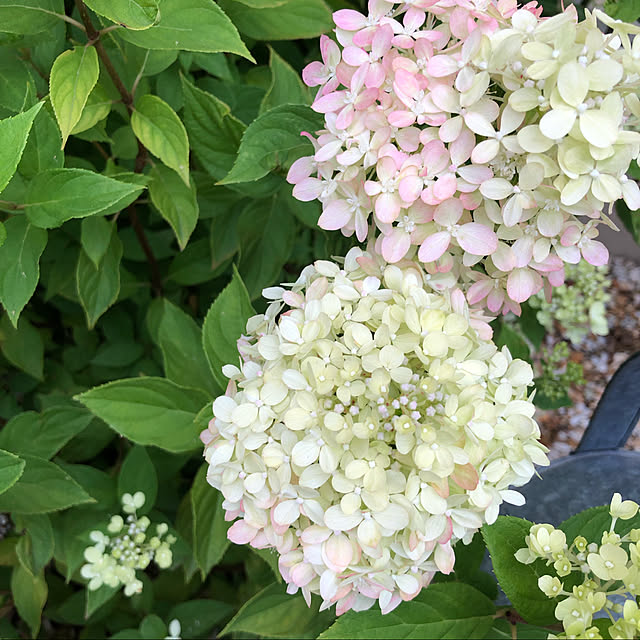 お家時間を楽しむ♪/平家の家/心地よい暮らし/はなのある暮らし/寄植え...などのインテリア実例 - 2021-08-22 15:54:14