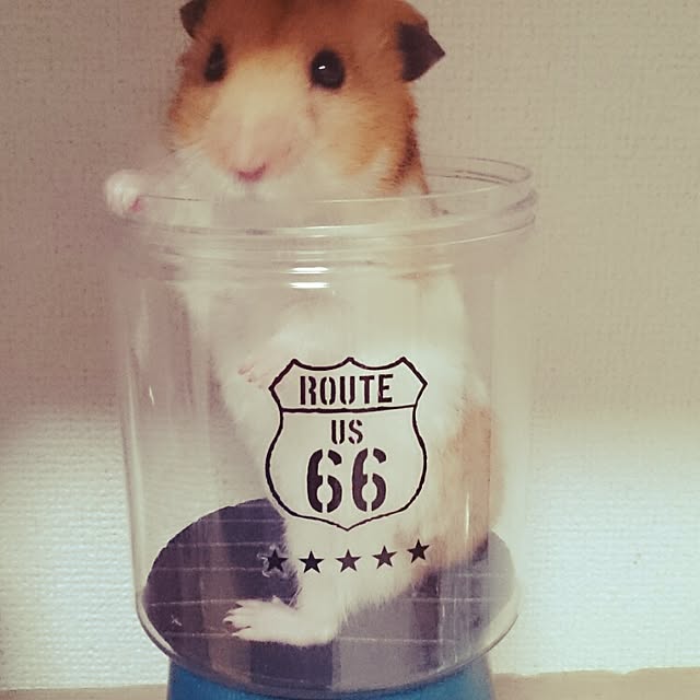 hisa3tsuさんの実例写真