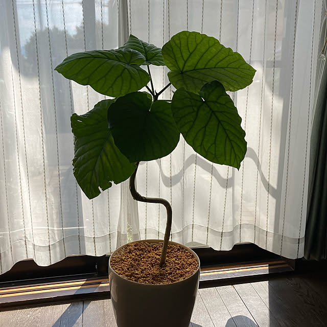 mamaさんの実例写真