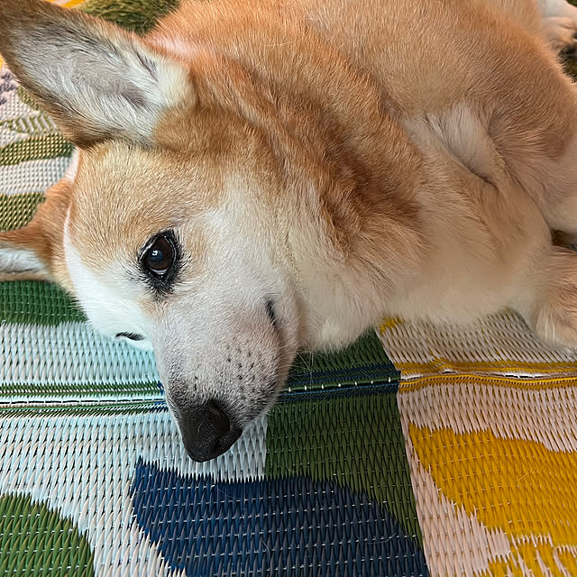 SIROさんの部屋