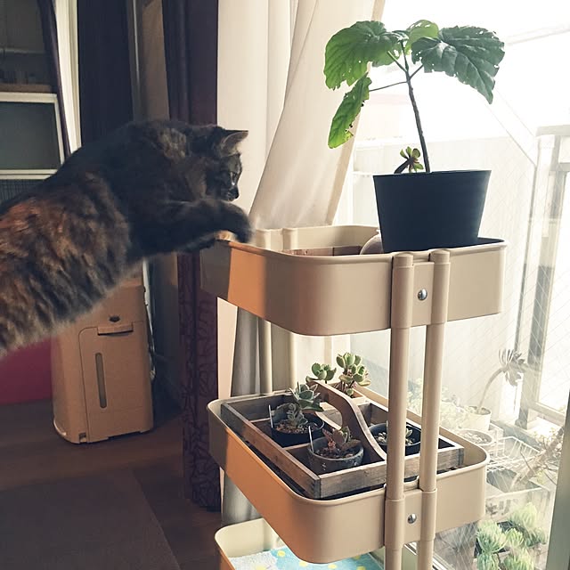 mikomaruさんの実例写真