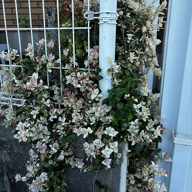 chIoeさんの部屋