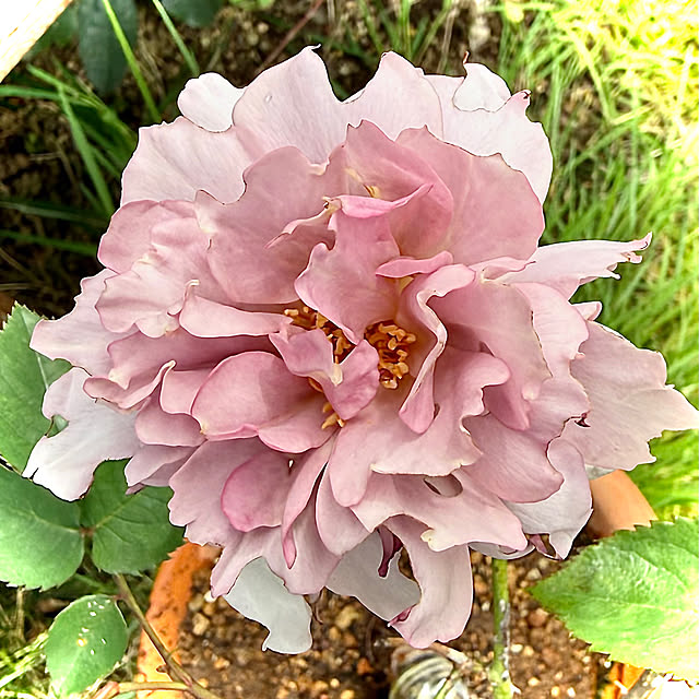 kaochanさんの実例写真