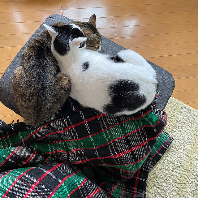 nobikoさんの部屋