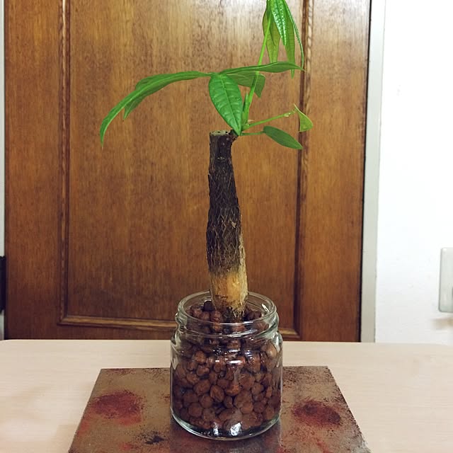 棚/観葉植物/セリア/100均のインテリア実例 - 2017-05-01 21:09:11