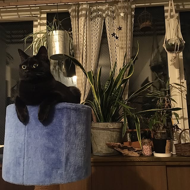 nakachanさんの実例写真